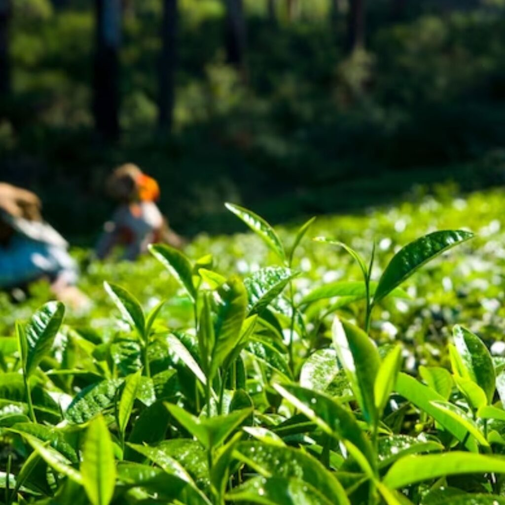 A Good Night's Sleep: How Tea Can Improve Your Sleep Quality - How to Improve Your Sleep: Are you trying to get a good night's sleep? How tea can improve the quality of your sleep? How does sleepytime tea help you sleep? After a long day, incorporate a cup of tea into your nightly routine to help you relax, slow down, and sleep better. From chamomile to lavender, Alexa Tea's various types can help you sleep better and feel refreshed in the morning. After a long day, tea can help you de-stress, calm, and relax, setting the stage for a better night's sleep. It's common knowledge that tea is an ideal beverage for stimulating your mind in the morning, but did you also know that adding calming tea to your nighttime routine can improve the quality of your sleep? Some teas can help you relax, relieve stress or anxiety, soothe your muscles, and reduce the effects of insomnia. Here are our recommended hot remedies to use right before bed. How Does Tea Promote Sleep Quality? Tea, especially herbal tea, is a popular beverage choice for those hoping to improve their sleep quality. Caffeine-free herbal teas have been proven to reduce stress and anxiety levels, which can in turn improve the quality of sleep. Herbal teas such as chamomile, lavender, and ginger can also help to calm the body and soothe the mind, allowing for greater relaxation before bed. Additionally, the warmth of the tea can help to induce a deeper sleep, and the antioxidants present in some teas can contribute to improved overall health. Tea can be an effective addition to a nightly routine, helping to improve the quality of sleep and overall well-being. What Does Tea Do to Help Improve Sleep Quality? When it comes to improving our sleep quality, tea can have a positive impact in many different ways. Caffeine is a major component of tea, but it’s not the only one. Tea also contains antioxidants and amino acids that can help us relax and prepare for sleep. As an added bonus, caffeine is released slowly into your system when you drink tea, so you won’t feel the same jolt of energy as you do with a cup of coffee. What Types of Tea Are Best for Improving Sleep Quality? When it comes to improving sleep quality, there are certain types of tea that are better than others. Here are some types of Tea that help to improve sleep quality - Green Tea Green tea is becoming increasingly popular as a natural sleep aid. Not only is it a delicious and healthy beverage, but it can also help you fall asleep faster and stay asleep longer. Green tea contains theanine, an amino acid that is known to promote relaxation and reduce stress, as well as providing antioxidants that can help boost overall health. Drinking green tea before bed can help relax the body and mind, allowing for a deeper and more restful sleep. Lavender Tea For those looking for a natural way to help with sleep, Lavender Tea is the perfect solution. This calming drink is made from the natural calming properties of the lavender flower and has been used for centuries to help people relax and drift off into a restful sleep. Enjoy a cup of Lavender Tea before bed and wake up feeling refreshed and ready for the day ahead. With its calming properties, Lavender Tea is the perfect solution for those who struggle to get a good night's rest. Lemon Tea Lemon tea is a great way to help you get a good night's sleep. Not only does it have a calming effect, but the natural ingredients in lemon tea can help to reduce stress and anxiety while promoting relaxation. Studies have shown that drinking lemon tea before bed can improve sleep quality, aid in falling asleep faster, and reduce the number of nighttime awakenings. So, if you're having trouble sleeping, try making a cup of lemon tea before bed to help you drift off into a peaceful slumber. Black Tea A cup of hot, black tea is the perfect way to relax and get some restful sleep. The natural ingredients in black tea are proven to be calming and help to reduce stress, making it an ideal beverage to have before bedtime. Black tea also contains antioxidants that can help to reduce inflammation and improve the quality of sleep. You'll be surprised at how effective it can be in helping you get the sleep you need. Ginger Tea Ginger tea is a natural remedy for getting a good night's sleep. The warm, spicy ginger flavor has been used for centuries to help relax the body and mind, making it the perfect nighttime beverage. Not only is it naturally caffeine-free, but it also contains compounds that can help reduce the time it takes to fall asleep. So if you're having trouble getting a good night's rest, try brewing up a cup of ginger tea before bed. Sweet dreams! The Benefits of Drinking Tea Before Bed There are many benefits of drinking tea before sleeping that can help improve the quality of your sleep. To make sure you're getting the most out of your tea before bed, try to limit caffeine intake after dinner. Additionally, make sure you are drinking the tea at least an hour before bed, as it may take time to show effects. Here are some benefits of drinking tea before sleeping - Improved Sleep Quality - Tea can help reduce stress and improve overall sleep quality by calming the body and mind and supporting relaxation. Improved Digestion - Drinking tea before bed can help stimulate digestion and aid in digestion-related issues like constipation. Reduced Risk of Disease - Tea is high in antioxidants, which can help reduce the risk of many diseases. Improved Cognitive Function - Drinking tea before bed may help improve cognitive function and alertness. Reduced Stress Levels - Tea can help reduce stress levels and promote relaxation, which can help improve overall mood. Conclusion When it comes to getting a good night’s sleep, tea can be a great option. By improving our sleep quality, tea can help us wake up feeling energized and ready to take on the day. With the right type of tea and a few tips, you’ll be able to make the most of your tea before bed and get the restful sleep you need. All you need to do to get a deep, refreshing sleep is to brew a cup of hot green tea, inhale its invigorating aroma, and savor its exquisite taste. After that, you just need to relax and let your body work its health magic with each drink that Alexa Tea is available for. Each of our collections has been thoughtfully selected keeping in mind your happiness and well-being. Take a look at our popular tea selections now.