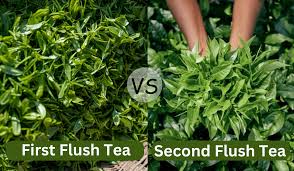 First Flush vs Second Flush Tea