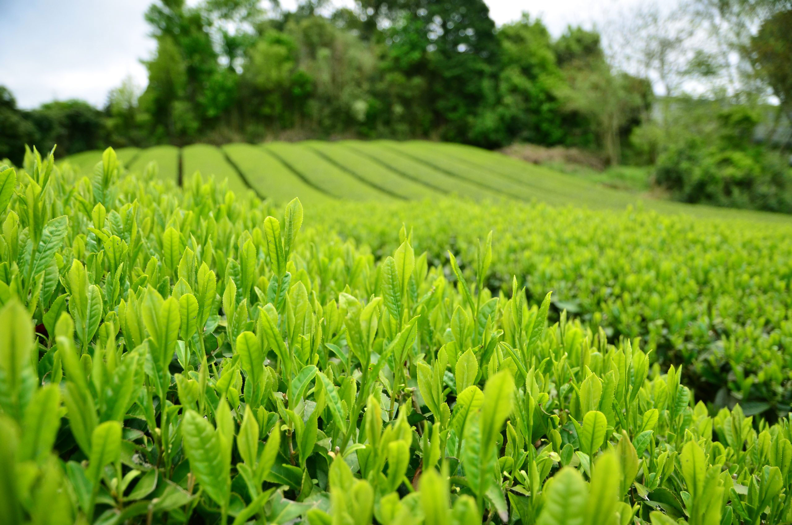 Tea Manufacturers In Kangra