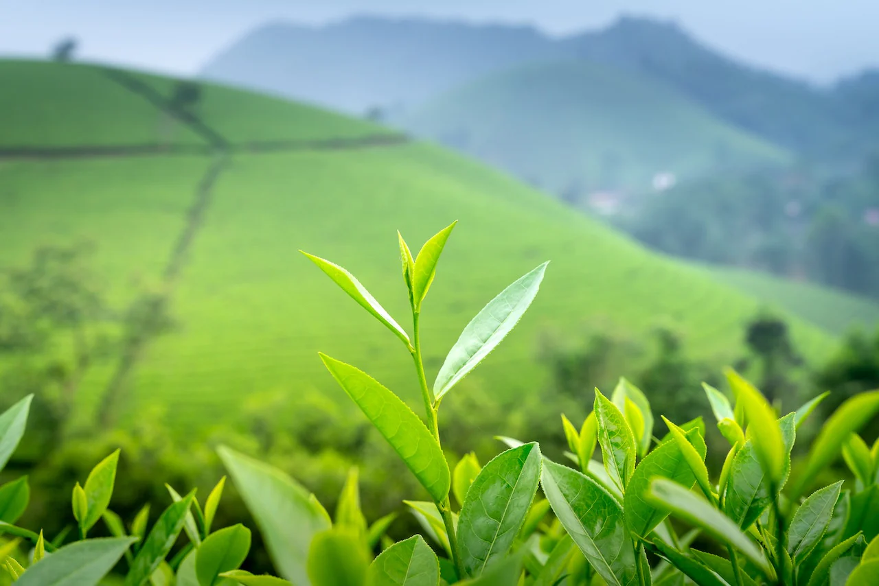 Tea Manufacturers In Baddi