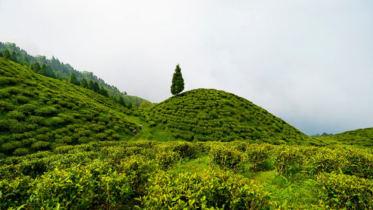 Top 10 Tea Gardens In Darjeeling