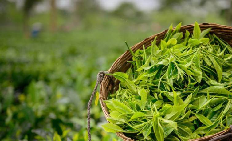 Top 10 Tea Gardens In Assam