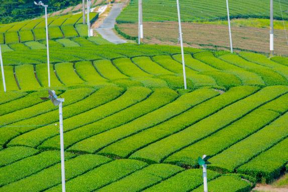 Top 10 Tea Plantations in the world to visit